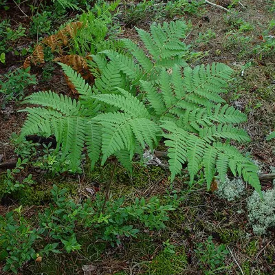 Immagine prodotto di 6 piante di Aquilina (Pteridium aquilinum) | Vaso da 9 cm x 9 cm