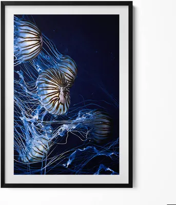 Produktbild von Blaue Quallen im Wasser– Wandbild mit Rahmen – Gerahmtes Bild  – Wanddekoration – 70x100 cm –  Schwarz Rahmen