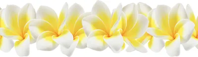 Produktbild von Tulup Glas-Bild -140x70- Wandkunst Dekorative Wand für Küche & Wohnzimmer - Blumen & Pflanzen - Plumeria - Gelb