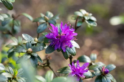 Produktbild von Rhododendron russatum, blauviolett, 20–25 cm
