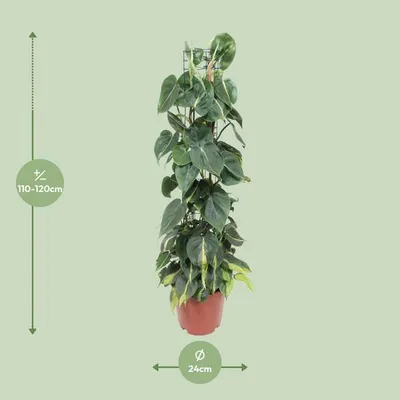 Immagine prodotto di Philodendron Scandens Brasil - Amico degli alberi - Pianta da appartamento