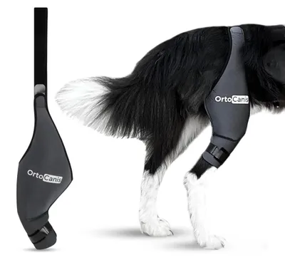 Productafbeelding van Kniebrace voor honden, voor het rechterbeen, dijomvang 37 - 41 cm (XL)