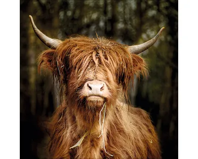 Produktbild von Glasbild Scottish Highland Cattle VI GLA2406 50x50 cm