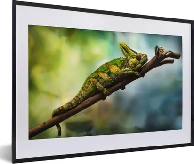 Produktbild von MuchoWow® MuchoWow® Gerahmtes Poster Grünes Chamäleon auf einem Ast 60x40 cm - Poster mit zchwarzem Bilderrahmen - Schlafzimmer - Plakat in Rahmen - Drucken
