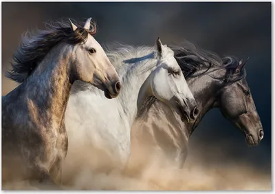 Produktbild von Tulup® Leinwandbild - 100x70 cm - Wandkunst - Drucke auf Leinwand - Leinwanddruck  - Tiere - Braun - Pferde im Galopp