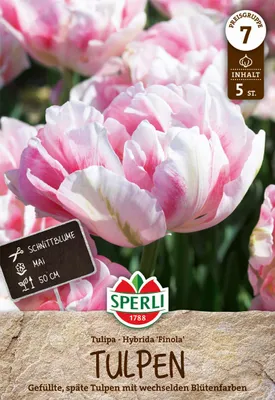 Produktbild von Tulpe Finola (5 Stück) | Tulpenzwiebeln von Sperli