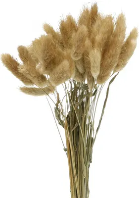 Produktbild von Lagurus Trockenblumen Deko Gras für Gestecke und Arrangements