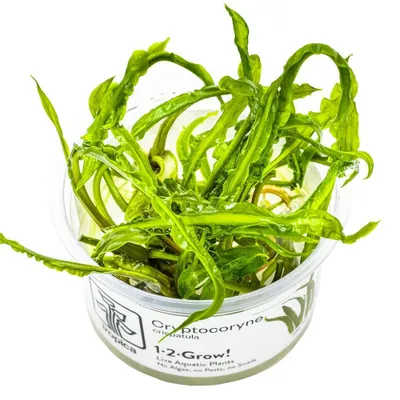 Produktbild von Aquarium Pflanze Cryptocoryne crispatula var. balansae Tropica 125 TC in Vitro