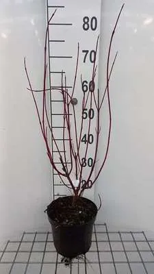 Obrázok produktu pre Cornus alba 'Miracle'® - Drieň 40- 60 cm kontajner