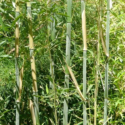 Image de Bambou vert - Phyllostachys bissetii | 60- 80 cm en conteneur