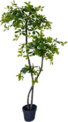Produktbild von Künstlicher Olivenbaum 150/180 cm - Kunstseidenbaum mit Naturholzstamm - UV-beständige Kunstpflanze im Topf für Innenraum & Büro