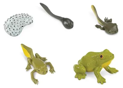 Produktbild von Safari Ltd 269129 Der Lebenszyklus eines Frosches