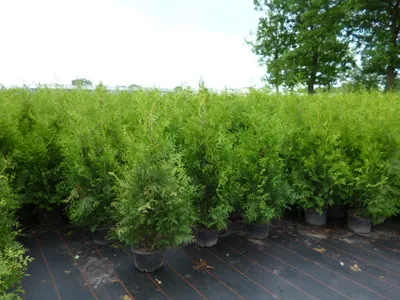Produktbild von Thuja occidentalis 'Brabant', Lebensbaum, immergrün, 100–125 cm