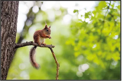 Produktbild von Wallario Wandbild Eichhörnchen auf einem Ast, Größe: 61 x 91,50 cm, Poster mit schwarzem Aluminiumrahmen