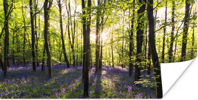 Produktbild von MuchoWow® Poster Wald - Blumen - Lavendel 40x20 cm - Poster für die Wand - Poster Schlafzimmer