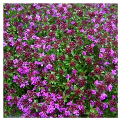 Produktbild von 6 x Thymian 'Creeping Red' - Thymus Praecox Topf 9x9cm: Kriechender Bodendecker in intensivem Rot