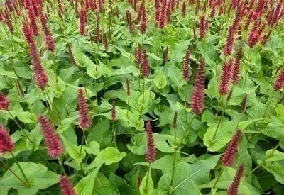 Zdjęcie produktu dla 6 x Persicaria ampl. 'Blackfield'® - rdestowiec ostrokończysty - doniczka 9 x 9 cm