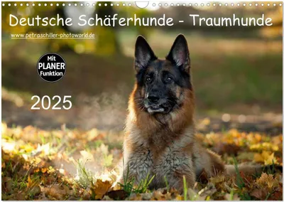 Produktbild von Deutsche Schäferhunde - Traumhunde (Wandkalender 2025 DIN A3 quer), CALVENDO Monatskalender