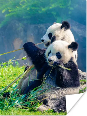 Produktbild von MuchoWow® Poster Panda - Bambus - Gras - Tiere 90x120 cm - Wohnzimmer