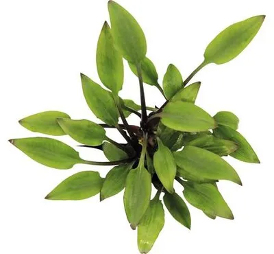 Obrázek produktu pro Vodní rostlina Cryptocoryne lutea ´Hobbit´