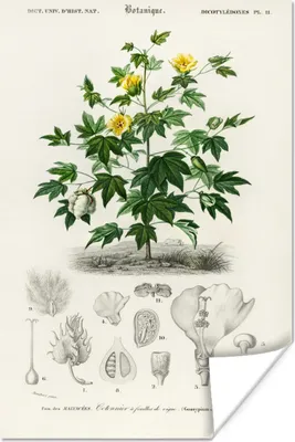 Produktbild von MuchoWow® Poster Pflanze - Blume - Botanik 40x60 cm - Plakate für die Wand - Poster Babyzimmer