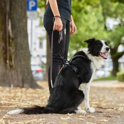 Produktbild von Non-stop dogwear Hundeleine Move Leash lila, Länge: 1,5 m