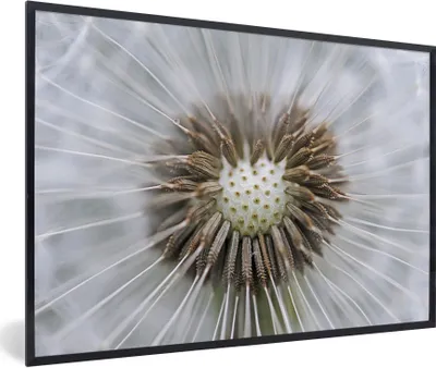 Produktbild von MuchoWow® Gerahmtes Poster Löwenzahn, dem ein paar Samen fehlen 90x60 cm - Poster mit Schwarzem Bilderrahmen Wandposter Rahmen Foto Bilder - Fotorahmen - Foto-Plakat