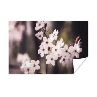 Produktbild von MuchoWow® Poster – Blumen – Weiß – Natur – Pflanze – Blume – 90x60