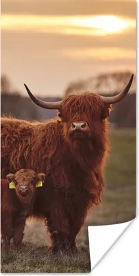 Produktbild von MuchoWow® Poster Schottische Highlander - Tiere - Landschaft - Sonnenuntergang - Kuh 60x120 cm - Wandschmuck