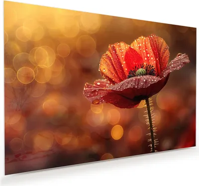 Produktbild von Glasbild 60x40cm in XXL für Wohnzimmer, Schlafzimmer Motiv Blühende Mohnblume