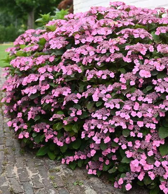 Produktbild von BALDUR Garten 1x Hortensie 'Pink Lace', Pflanze im 13 cm-Topf, lange Blütezeit, bienenfreundlich, winterhart, mehrjährig, reichblühend, ideal für Beet & Kübel