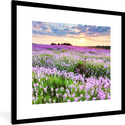 Produktbild von MuchoWow® Gerahmtes Poster Lavendel - Blumen - Sonnenuntergang - Lila - Wiese 40x40 cm - Poster mit Schwarzem Bilderrahmen Wandposter Rahmen Foto Bilder - Poster - Plakat im Rahmen
