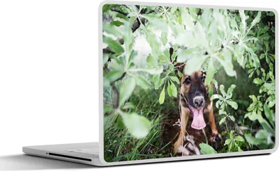 Produktbild von MuchoWow® Laptop Aufkleber Sticker Cover Malinois Schäferhund schaut zwischen die grünen Blätter 30x22 cm - Laptop-Sticker