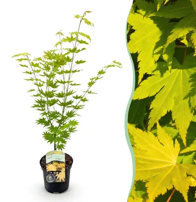 Produktbild von GreenboutiQ - Balkonpflanze - Japanischer Ahorn - Acer palmatum Jordan - Gelb - 1 Pflanze - Laubabwerfend - Topf 19cm Höhe 70cm