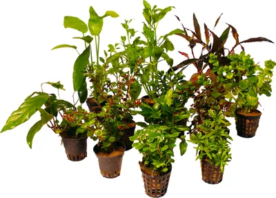 Produktbild von 12 verschiedene Töpfe Aquarienpflanzen für 130l bis 150l Aquarium