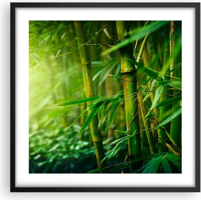Produktbild von Gerahmtes Poster - Schwarzer Rahmen - Bambus Pflanze - 50x50 cm - Wand Bild - Wanddeko - Wandbilder - Kunstposter - Wandposter - Bilderrahmen - Bilder - Kunstdruck - Wandbild - P2BAC50x50-3558