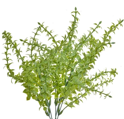 Obrázok produktu pre Clayre & Eef umelá rastlina 40 cm zelený plast