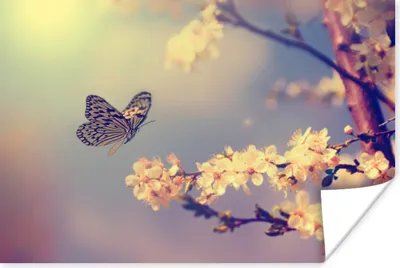 Produktbild von MuchoWow® Poster Schmetterlinge - Blüte - Zweig - Baum 60x40 cm - Schlafzimmerdekoration