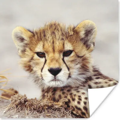 Produktbild von MuchoWow® Poster Gepard - Jung - Porträt 100x100 cm - Babyzimmer