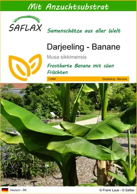 Produktbild von SAFLAX - Darjeeling - Banane - Musa sikkimensis - 5 Samen - Mit keimfreiem Anzuchtsubstrat