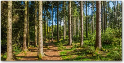 Produktbild von Tulup® Glas-Bild - 100x50 -Wandkunst - Wandbild hinter gehärtetem Sicherheitsglas  - Landschaften - Wald Panorama - Grün