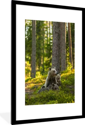 Produktbild von MuchoWow® MuchoWow® Gerahmtes Poster Bär - Braun - Wald 60x90 cm - Poster mit zchwarzem Bilderrahmen - Dekoration - Wandposter Wohnzimmer - Hochwertig