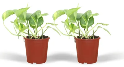 Produktbild von Epipremnum Aureum - Scindapsus | 2 Stück - 20cm - Ø12cm - Zimmerpflanze - Immergrün - Multideal