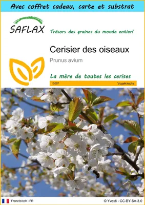 Image de SAFLAX Ensemble-cadeau - Cerisier des oiseaux - 10 graines - Prunus