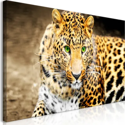 Produktbild von Wandbild Mega XXXL Leopard 250x125 cm Einteiliger XXL-Format Kunstdruck zur Selbstmontage Leinwandbilder moderne Bilder DIY Wanddekoration Wohnung Deko Tiere g-A-0086-ak-f