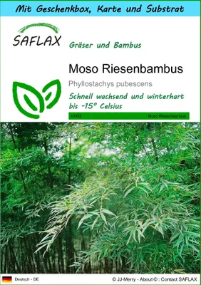 Produktbild von SAFLAX Geschenk Set - Moso Riesenbambus - Phyllostachys pubescens - 20 Samen - Mit Geschenkbox, Versandaufkleber, Geschenkkarte und Anzuchtsubstrat