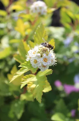 Produktbild von Gelbe Blasenspiere 'Physocarpus Opulifolius Dart's Gold' 80 - 100 cm