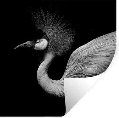 Produktbild von MuchoWow® Wandtattoo Wandsticker Wandaufkleber Kranich - Schwarz - Weiß - Vogel - Tiere 80x80 cm Selbstklebend und Repositionierbar - Wierderverwendbar - Selbstklebend