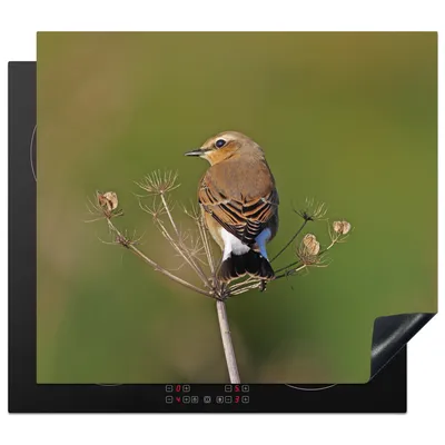 Produktbild von KitchenYeah© Herdabdeckplatte Foto eines Steinschmätzers auf einer Pflanze , 57x51cm, Küche Deko, Glaskeramikkochfeld Herdabdeckung, Abdeckplatte fùr Kochfeld