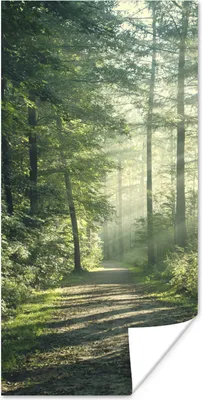 Produktbild von MuchoWow® Poster Wald - Licht - Weg 20x40 cm - Plakat - Foto